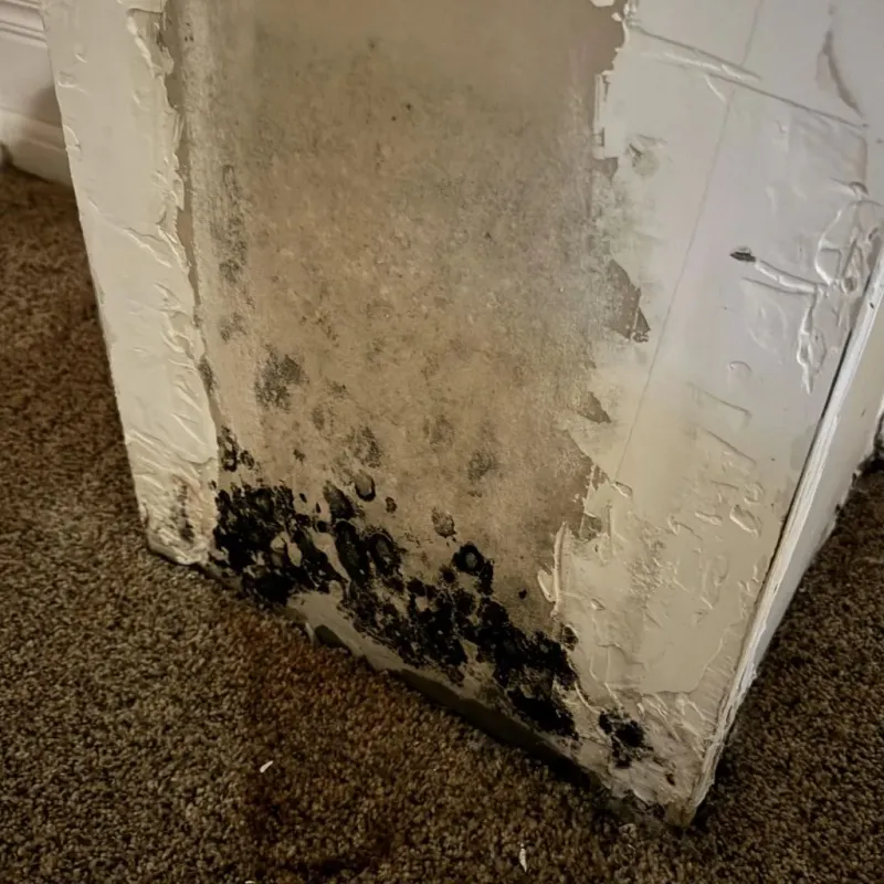 Professional Mold Removal in Lamar County, TX